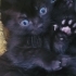 ACİL YUVA SCOTTISH FOLD fotoğraf