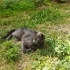 Russian blue kedimiz çok uysal fotoğraf