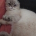 Huysuz Ama Sadık: Lady Yuva Arıyor! 🐾 fotoğraf