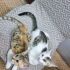 MİNİK YAVRU KEDİLER İÇİN YUVA ARIYORUZ fotoğraf