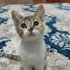 MİNİK YAVRU KEDİLER İÇİN YUVA ARIYORUZ fotoğraf