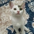 MİNİK YAVRU KEDİLER İÇİN YUVA ARIYORUZ fotoğraf