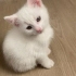 Şeker bebek icin acil yuva araniyor! fotoğraf