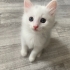 Şeker bebek icin acil yuva araniyor! fotoğraf