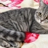 Scottish yavru kedi fotoğraf