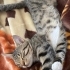 Oyuncu uysal ev kedisi fotoğraf