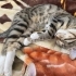 Oyuncu uysal ev kedisi fotoğraf