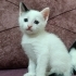 Evinizin prensi burada fotoğraf