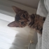 Oyuncu, cana yakın yavru tekir fotoğraf