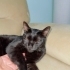SEVECEN KEDİ SAHİPLENELİM fotoğraf