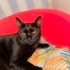 SEVECEN KEDİ SAHİPLENELİM fotoğraf