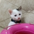 Mini Mini Kızçe fotoğraf