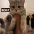 Utangiç minik Tom fotoğraf