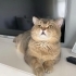 2.5 yaş erkek kısır uysal akıllı eğitimi var fotoğraf