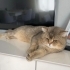 2.5 yaş erkek kısır uysal akıllı eğitimi var fotoğraf