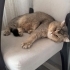 2.5 yaş erkek kısır uysal akıllı eğitimi var fotoğraf