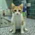 Minik Ceviz yuva arıyor fotoğraf