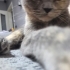 Cana  yakın oyuncu fotoğraf