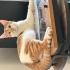 Balım acil yuva arıyor fotoğraf