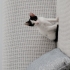 Evinizi şenlendirme garantili yavru kedi 😇 fotoğraf