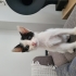 Evinizi şenlendirme garantili yavru kedi 😇 fotoğraf