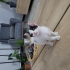 Evinizi şenlendirme garantili yavru kedi 😇 fotoğraf