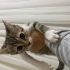 Minnoş ve ürkek fotoğraf