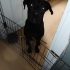 ACİLLL ÜCRETSİZ HECTORA YUVA OL fotoğraf