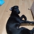 ACİLLL ÜCRETSİZ HECTORA YUVA OL fotoğraf