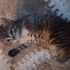 Bebeğimiz Minik fotoğraf