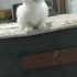 Çok tatlı sarman yavruları fotoğraf