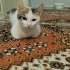 Çok tatlı sarman yavruları fotoğraf