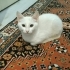 Çok tatlı sarman yavruları fotoğraf