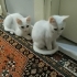 Çok tatlı sarman yavruları fotoğraf