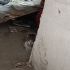 acil yuva. çatıdan kurtarılmayı bekliyor fotoğraf