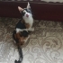 Çok Güzel Sevgi Dolu Bir Calico Yuvasız fotoğraf