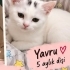 Ücretsiz sahiplenme British ve bebek acil yuva fotoğraf