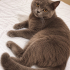 Ücretsiz sahiplenme British kedi ve 2 bebekler fotoğraf