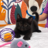 Ücretsiz sahiplenme British kedi ve 2 bebekler fotoğraf