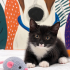 Ücretsiz sahiplenme British kedi ve 2 bebekler fotoğraf