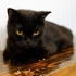 Ücretsiz sahiplenme pofidik British kedi acil yuva fotoğraf