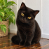 Ücretsiz sahiplenme pofidik British kedi acil yuva fotoğraf