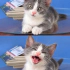 Ücretsiz sahiplenme whiskas irk bebek fotoğraf