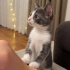 Ücretsiz sahiplenme whiskas irk bebek fotoğraf