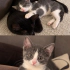 Ücretsiz sahiplenme whiskas irk bebek fotoğraf