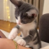 Ücretsiz sahiplenme whiskas irk bebek fotoğraf