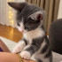 Ücretsiz sahiplenme whiskas irk bebek fotoğraf