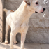 Ücretsiz sahiplenme labrador mix fotoğraf