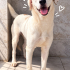 Ücretsiz sahiplenme labrador mix fotoğraf
