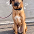 Ücretsiz sahiplenme labrador mix fotoğraf